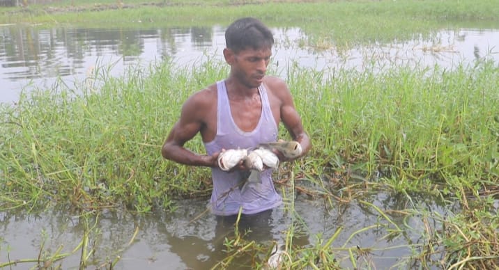 মারধরের অভিযোগ করায় ,পুকুরে বিষ দিয়ে ৮০ হাজার টাকার মাছ নিধন,আবাদী জমির ফসল নষ্ট 